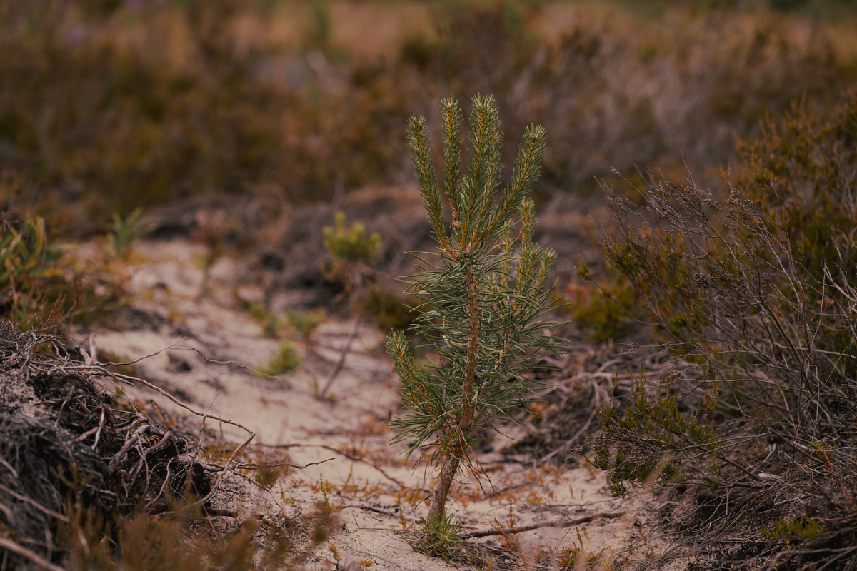 Young pine growing in sandy soil
