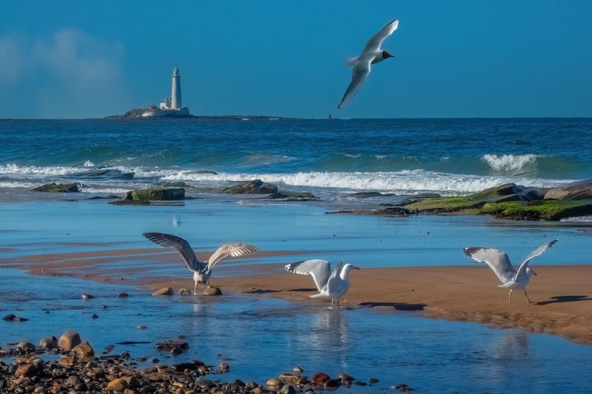 Seagulls along the shoreline