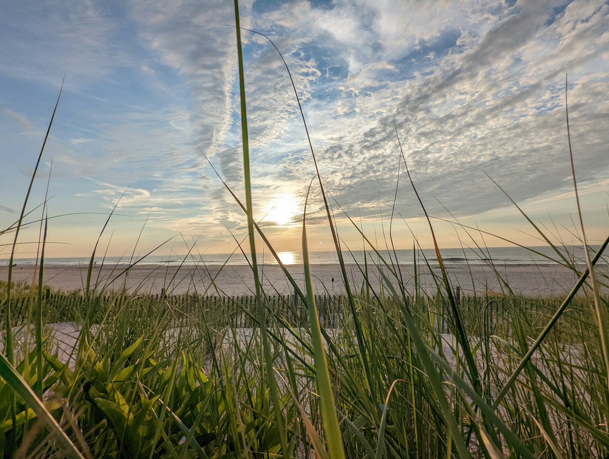 Beach grass at sunrise