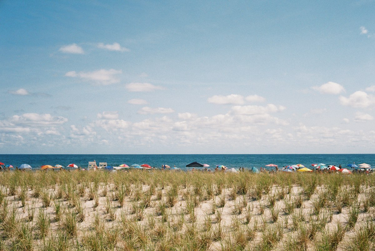 Dune grass above a sandy beach